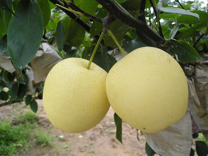 黄冠梨